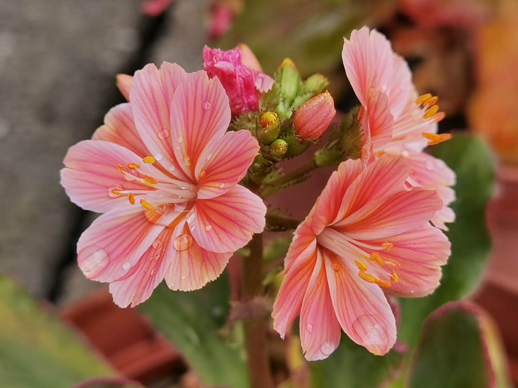Lewisia cotyledon — formes orangées photo